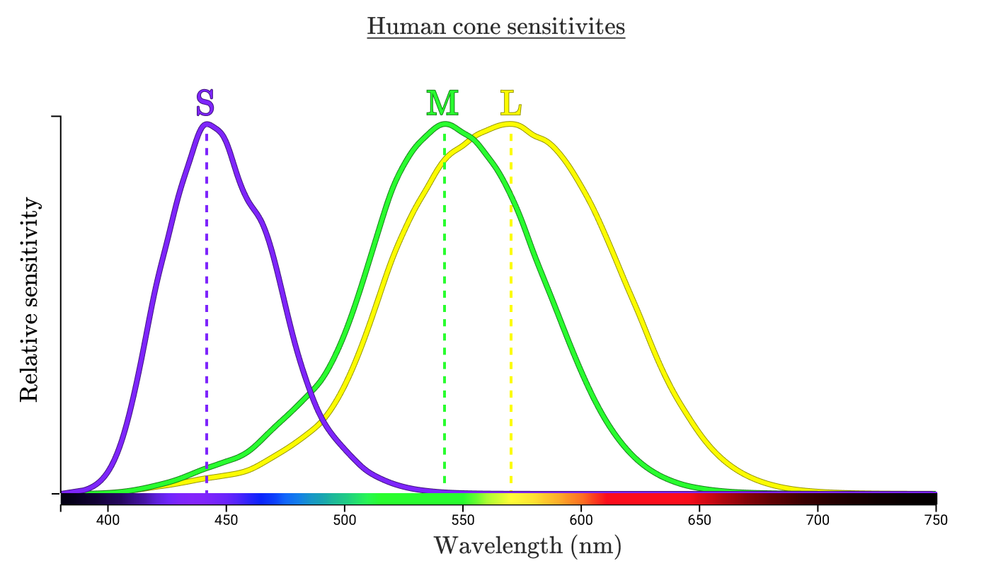 Human cone sensitivities